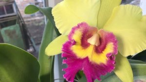 Blc. Young Kong Sun 16