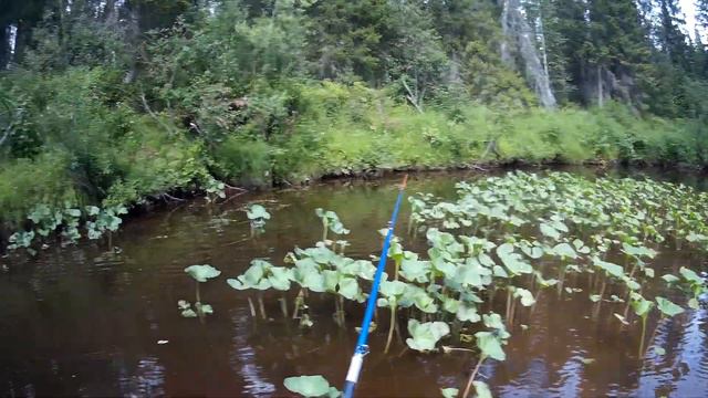 рыбалка. хариус. день второй: любопытный бобр и мои кривые руки))) смотреть онлайн