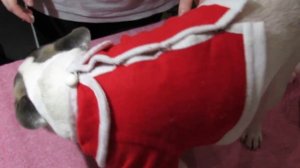 Новогодний костюм для собаки своими руками. DIY