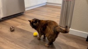 Potaroma Chirping Cat Toy Balls   Why My Cats LOVE These