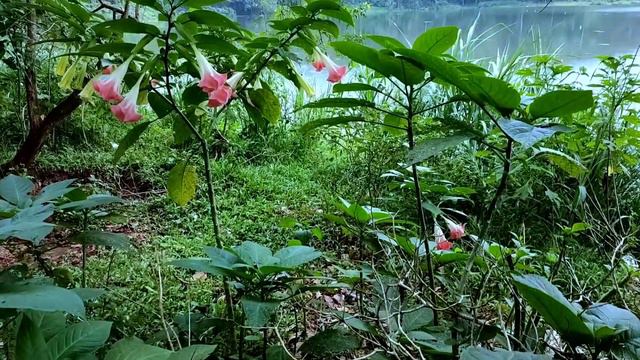 Angel's Trumpets смотреть онлайн