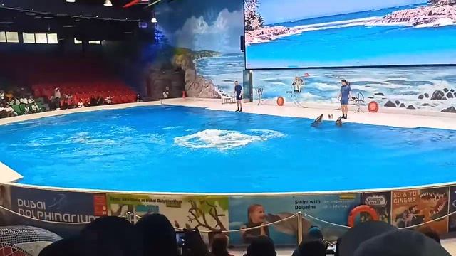 Dolphin Show in Dubai FULL VIDEO | Best of the Dubai Dolphin Show #dolphin #dubai #aquarium смотреть онлайн