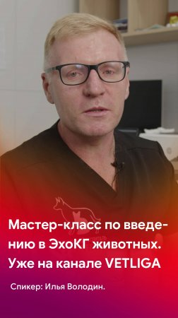 Мастер-класс для начинающих врачей ветеринаров по эхокардиографии - уже на канале