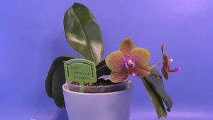 Ароматный орхидейный дуэт ( Phalaenopsis Bronze Buddha, Phalaenopsis Sogo Lawrence)