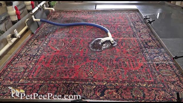 Here's one way to remove dog urine from carpet смотреть онлайн