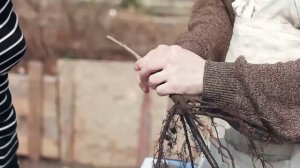 Как делать прививку в расщеп. Прививаем черешню. Сайт "Садовый мир"