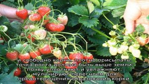 Клубника Викода