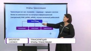 Биология. 11 класс. Транскрипция. Этапы трансляции /11.09.2020/