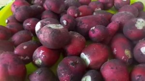 Уборка редиса 3 срока сева. Отличный способ хранения свежего редиса на зиму в домашних условиях.