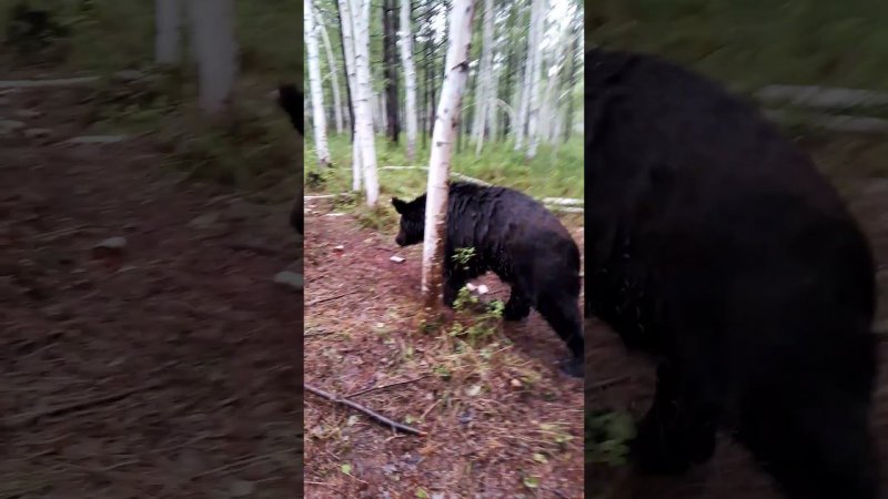 Медвежата в раздумьях, идти или не идти. #bear