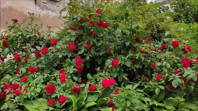 Красные розы. Владивосток смотреть онлайн