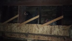 Куры спят в гнёздах и гадят туда. Отучить легко. 3шага...