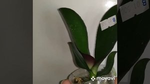 Phal. I-Hsin The Big Bang ( орхидея фаленопсис Биг бенг)