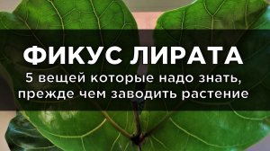 Как пересадить Фикус Лирата. Какой грунт нужен для Фикуса Лирата