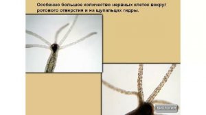 Внутреннее строение гидры