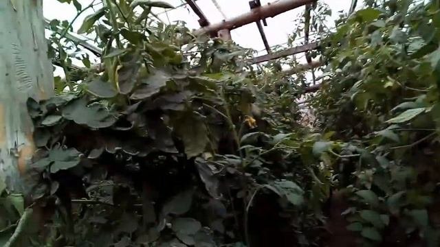 Снммаем зеленые помидоры. Панекра.