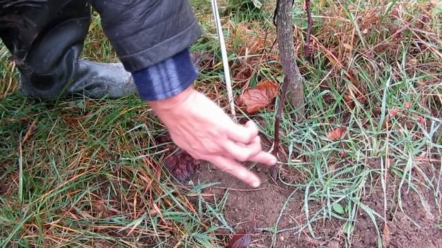 ??Обрезка винограда. Pruning grapes. Осенние работы на винограднике. Виноград Беларуси.