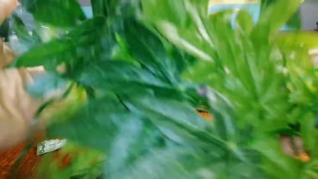 Супер находка!Посылки из AliExpress.Искусственные цветы. Декоративные цветы. Искусственные растения смотреть онлайн