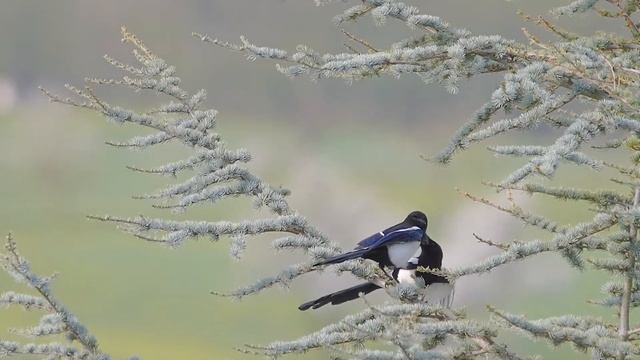 Лечебная музыка для сердца и сосудов ? Музыка для глубокого сна и расслабления для души смотреть онлайн