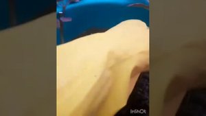 Укоренение дуранты.Пересадка псевдоэрантемума.