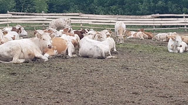 Симменталы телки на продажу, Карантинная ферма КРС. Simmentals heifers for sale, Quarantine farm. смотреть онлайн
