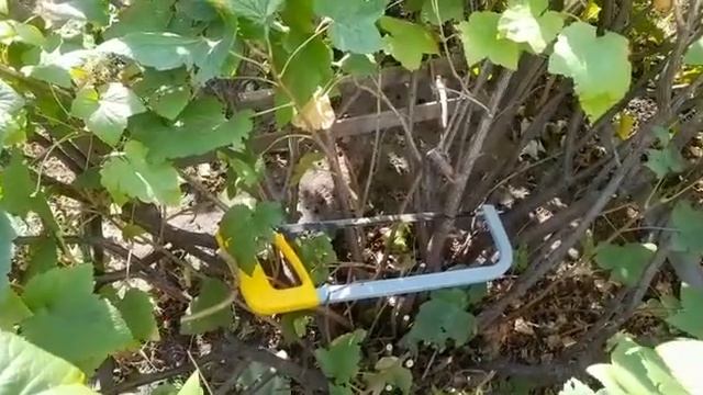 Как правильно подрезать смородину | #дача #сад #смородина смотреть онлайн