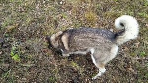 Чудо с голубыми глазами любит копать и добывать мышей