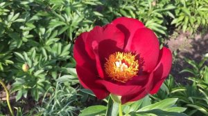 Пион ILLINI WARRIOR/Иллини Уориор