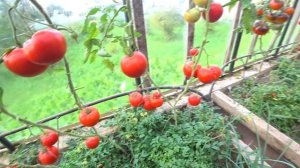 Томат Кинг Конг (King-Kong)