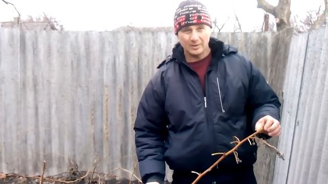 как обрезать ремонтантную малину смотреть онлайн