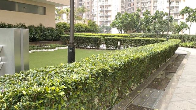 How to make it Hedge trimming Process for ficus Panda. смотреть онлайн