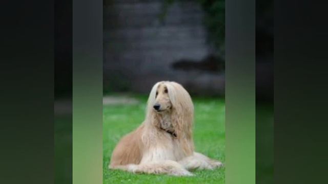 سگ تازی افغان ملقب به پادشاه  سگ ها:   Afghan Hound:  Афганская борзая:  Like & subscribe