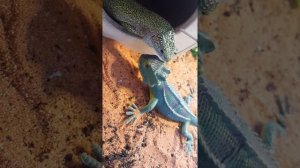 Спаривание прыткой ящерицы на игрушечной