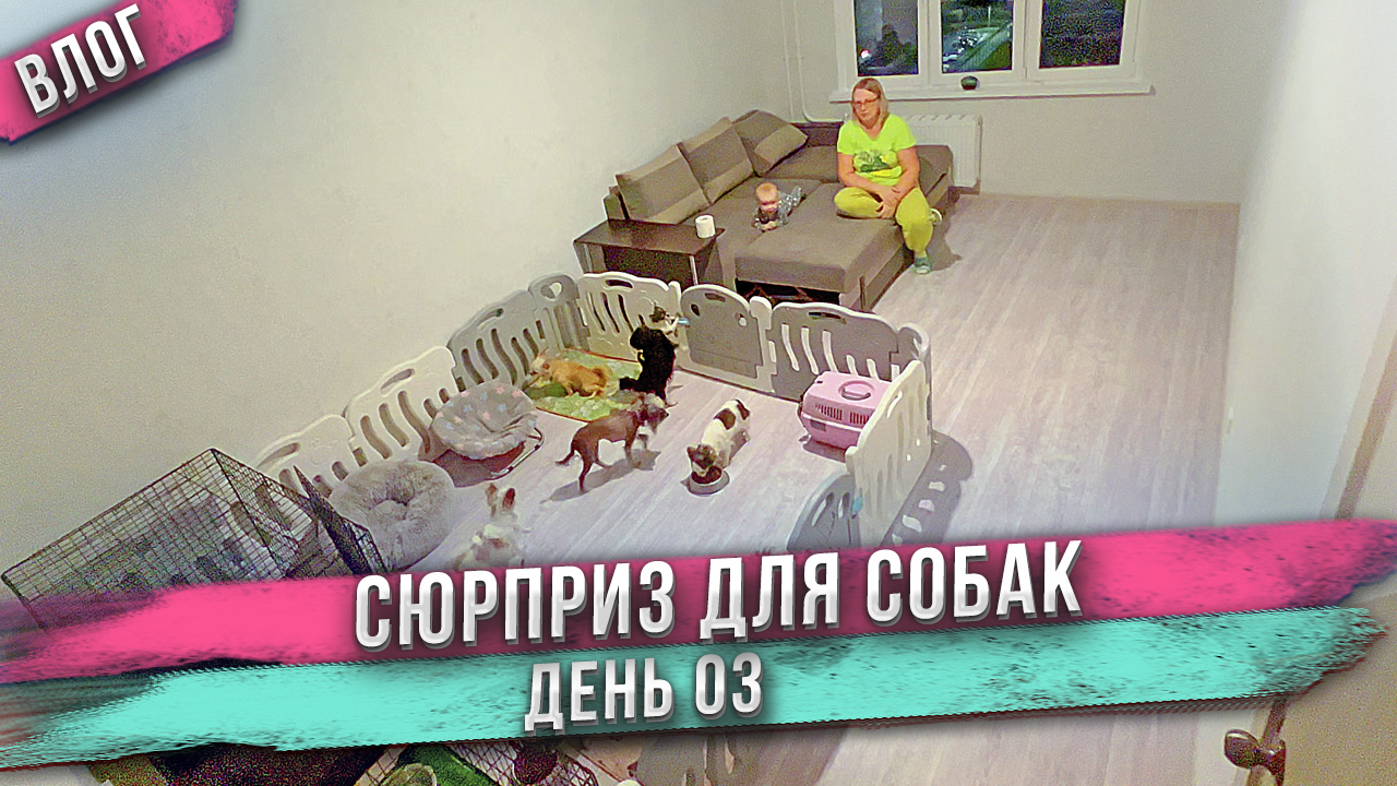 Питомник собак в обычной квартире! Смотрите, как мы сделали! Скоро роды чихуахуа Капы! Анапа. День 3