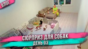 Питомник собак в обычной квартире! Смотрите, как мы сделали! Скоро роды чихуахуа Капы! Анапа. День 3
