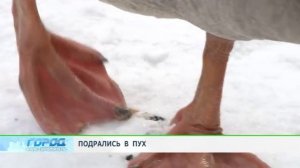 Гусиные бои выявили сильнейших