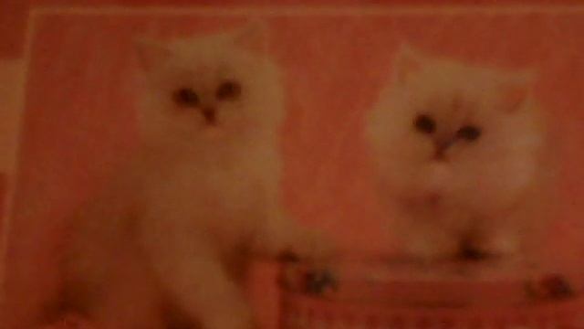 Катя Матюшкина Кот да Винчи дело номер 1 3 страниц смотреть онлайн