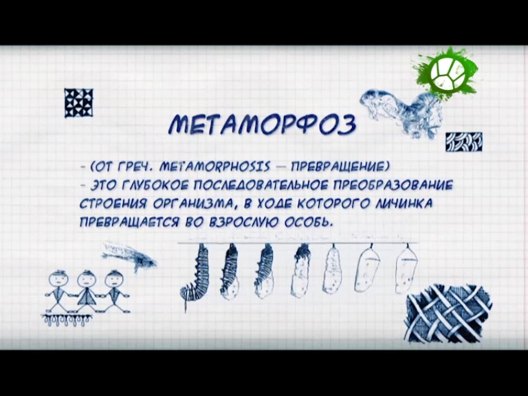 Природоведение. Метаморфоз