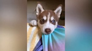 Щенки Хаски! Как они живут и адаптируются к дому?