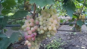 ? Виноград Нимранг - поздний сорт.Обзор