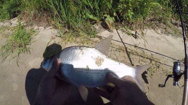 Рыбалка на Оке #рыбалка #фидер смотреть онлайн