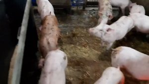 //Свиньи-поросята отечная болезнь,чем кормлю поросят//Чем спасаю своих поросят//