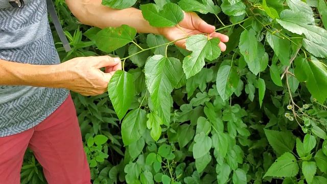 Morus alba - white mulberry смотреть онлайн