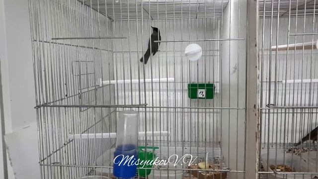 Соловей и славка черноголовка смотреть онлайн