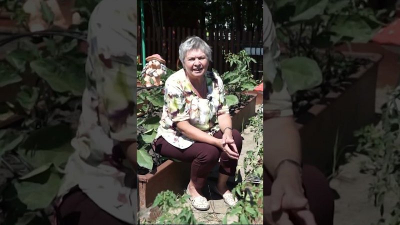Почему желтеют листья томатов (часть 4)  #томаты #хитсад