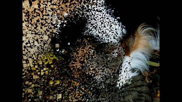 Cat families 1 / No Copyright Music / TOP Download Wallpaper / Cute Cat Wallpaper HD смотреть онлайн