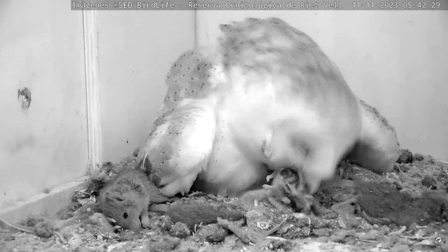 ДВОЕ ПТАШЕНЯТ. СИПУХА. РІТ-ВЕЛЛ. ЕБРО. ІСПАНІЯ 11-11-23-TWO CHICKS. BARN OWL. RIET VELL. EBRO. SPAI смотреть онлайн