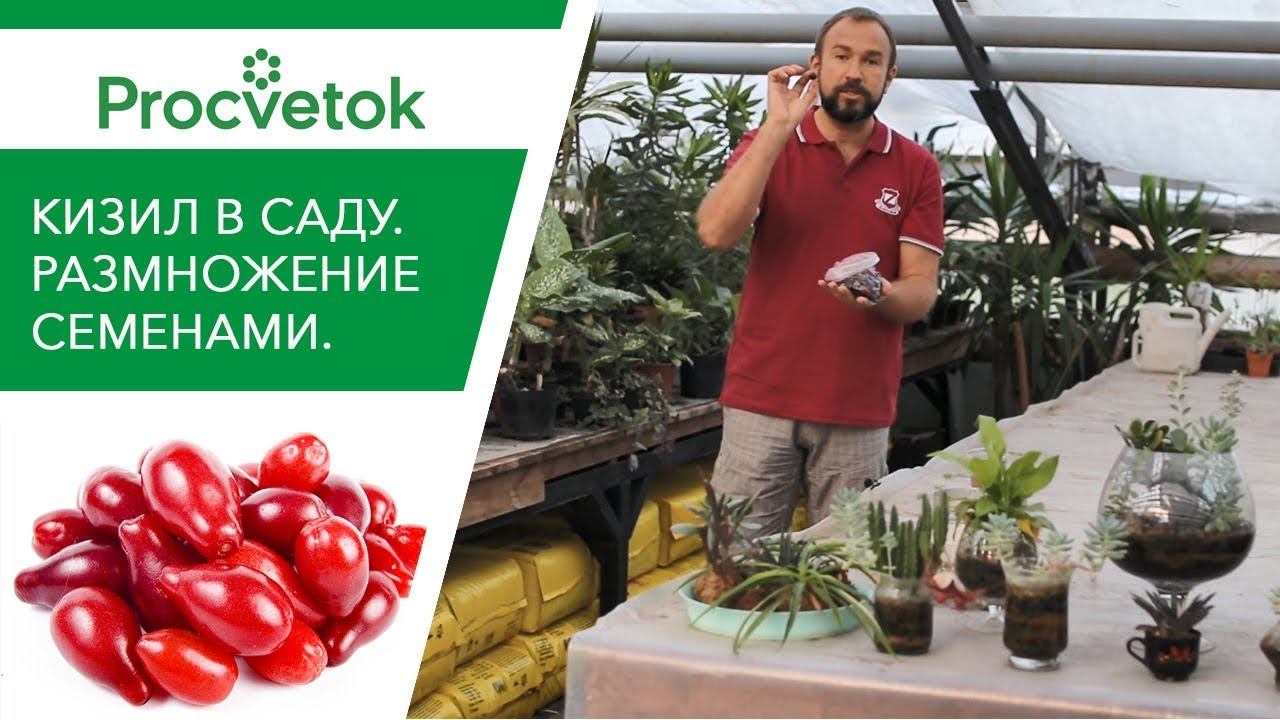 Чудо-ягода КИЗИЛ нужна каждому! Как вырастить из косточки плодовые растения?