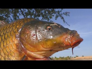 9 часов в лодке.  Ловля карпа на боковой кивок осенью. My fishing #Рыбалка