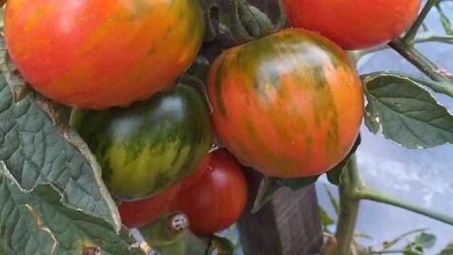 biogrow биоактиватор роста растений купить